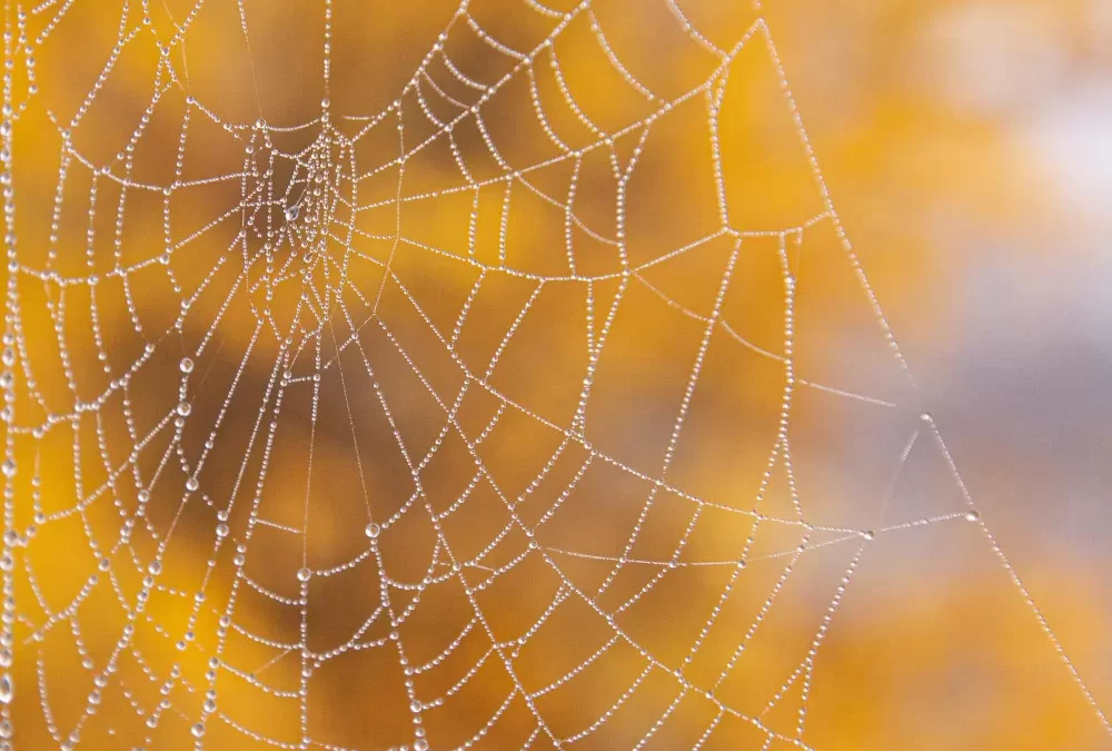 La Telaraña en la Puerta Reflexion