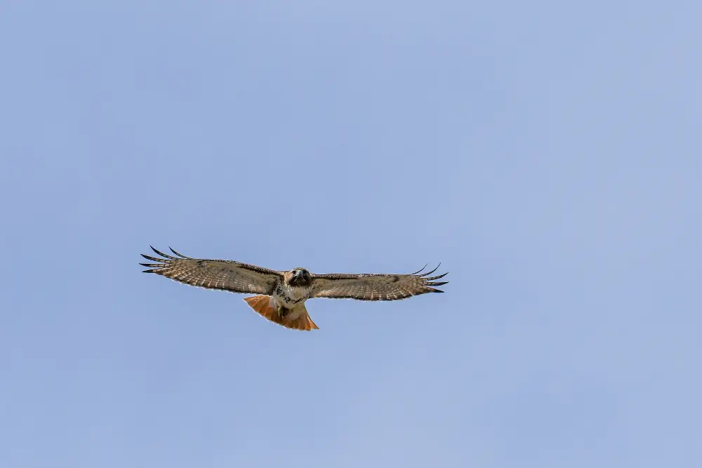 El vuelo del halcon Reflexion