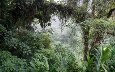 Los detalles de cómo sobrevivieron los 4 hermanos indígenas rescatados en la selva de Colombia tras estar 40 días perdidos después de un accidente aéreo