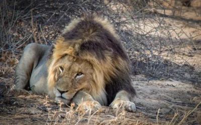 El Leon y el Mosquito